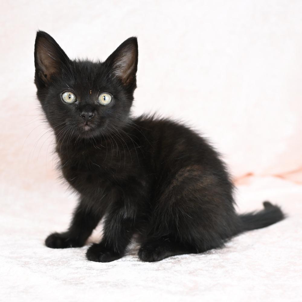 Jagger, a Adoptable Domestic Short Hair in Mobile, AL image 5/6