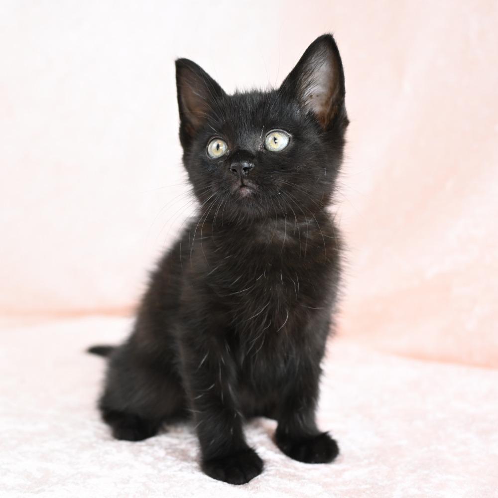 Jagger, a Adoptable Domestic Short Hair in Mobile, AL image 6/6