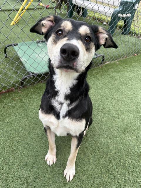 CLOVER, Adoptable, Adult Male Mixed Breed.