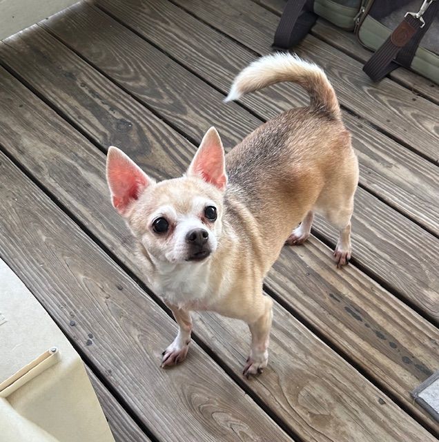 Enlarge Casey, a Adoptable mixed breed in Chalmette, LA image 1/3