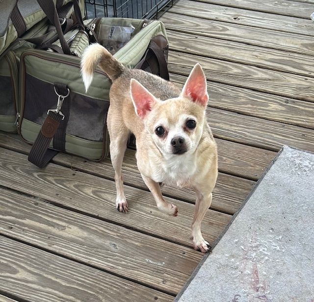 Enlarge Casey, a Adoptable mixed breed in Chalmette, LA image 2/3
