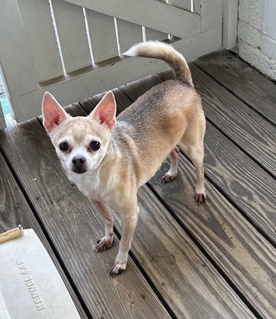 Enlarge Casey, a Adoptable mixed breed in Chalmette, LA image 3/3