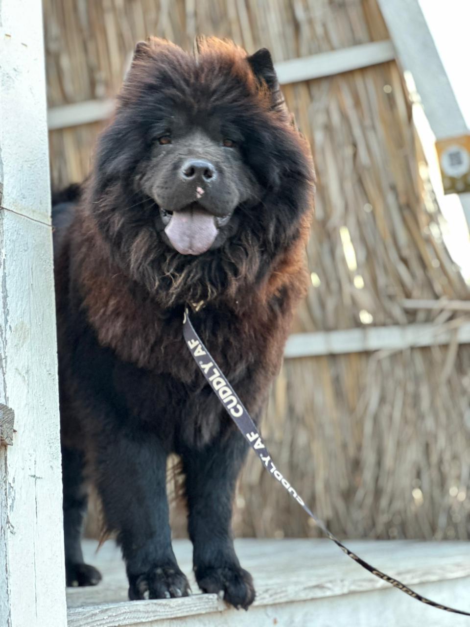 Superfriendlymishka thumbnail 2