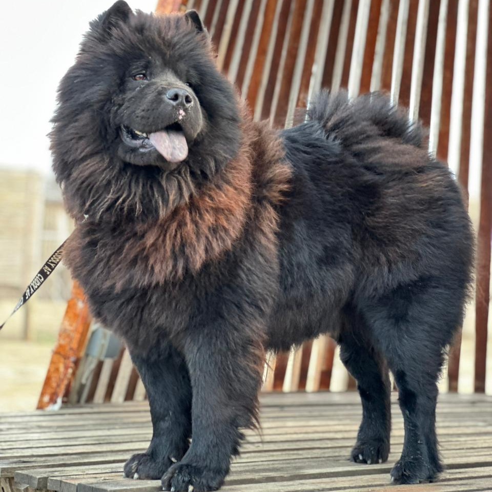 Superfriendlymishka thumbnail 4