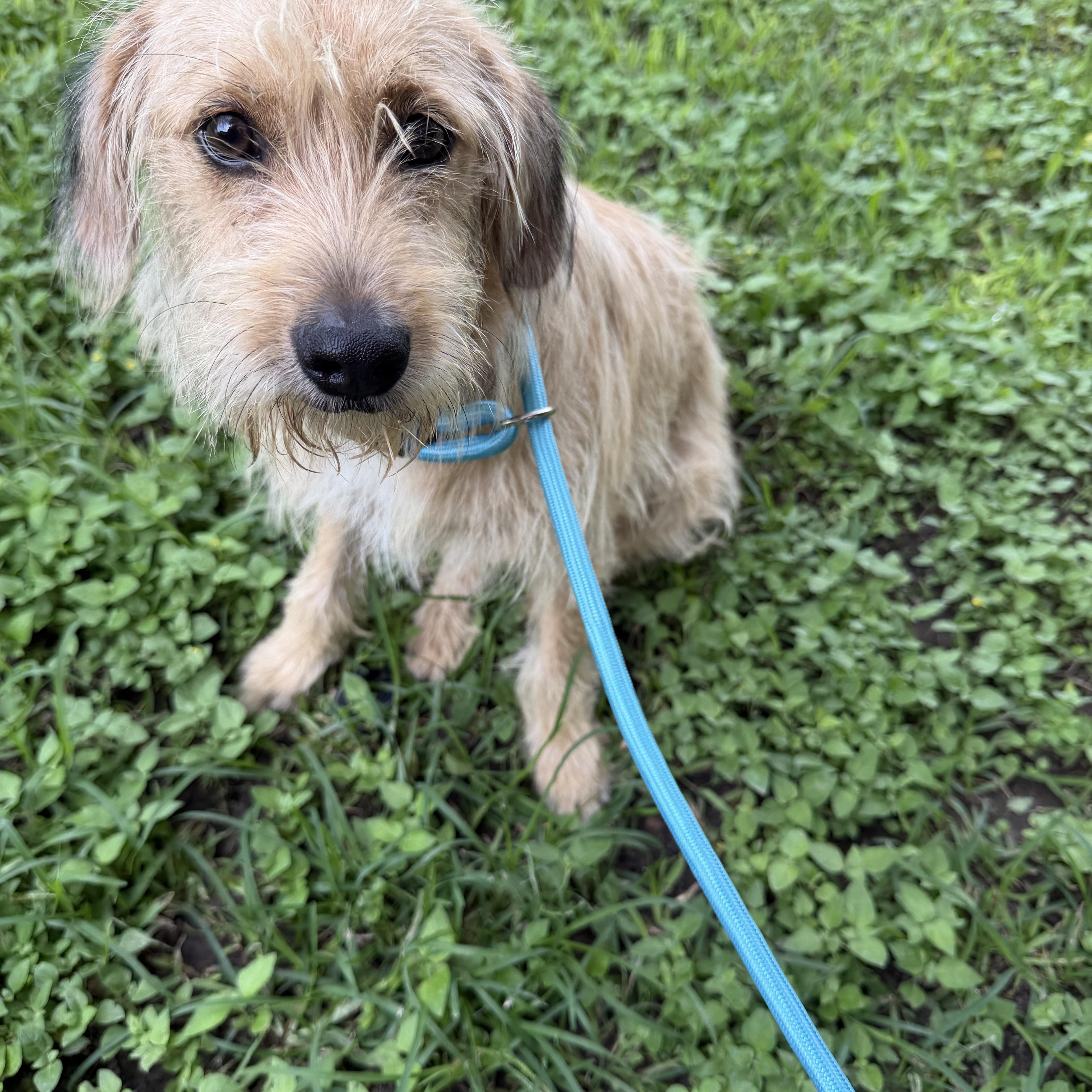 Regis, a ADOPTABLE mixed breed in Warwick, RI image 1/2