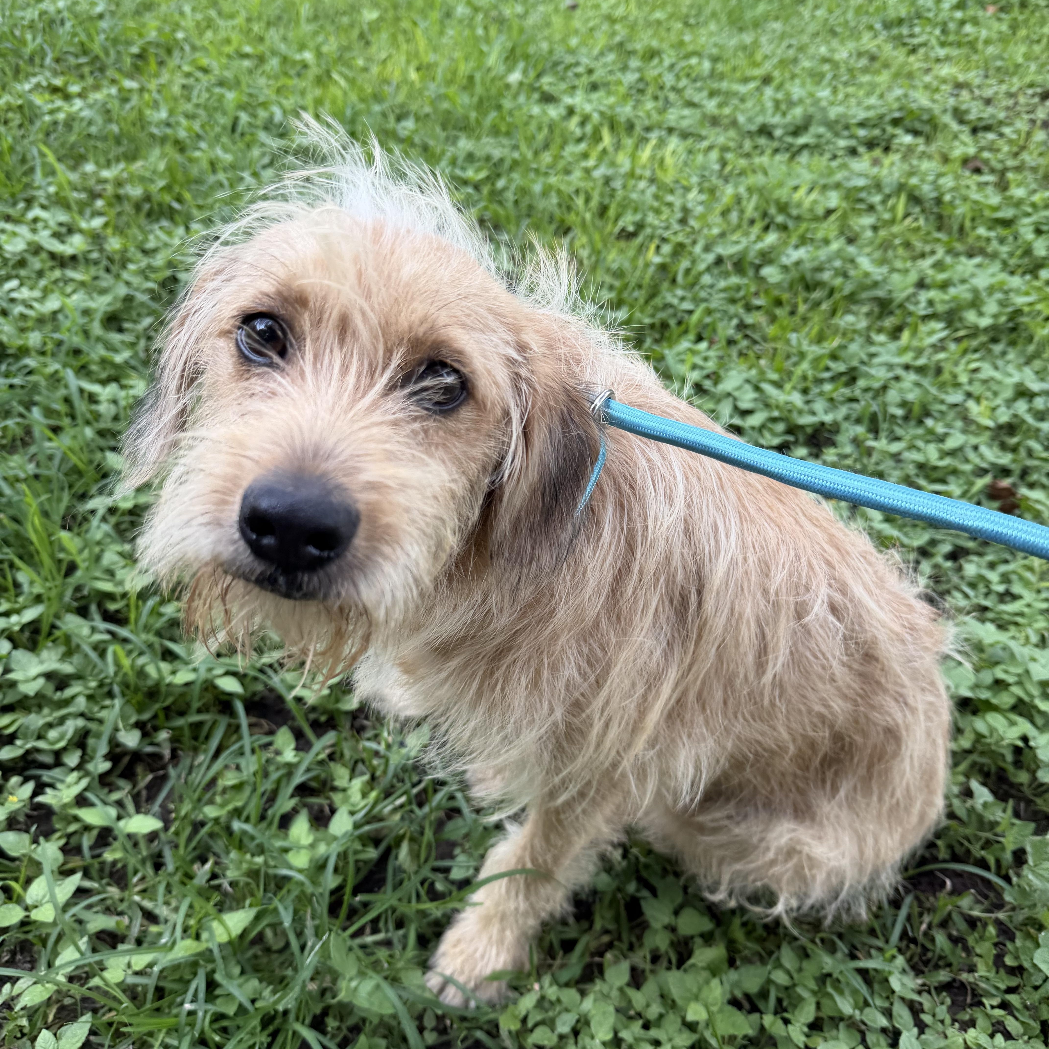 Regis, a ADOPTABLE mixed breed in Warwick, RI image 2/2