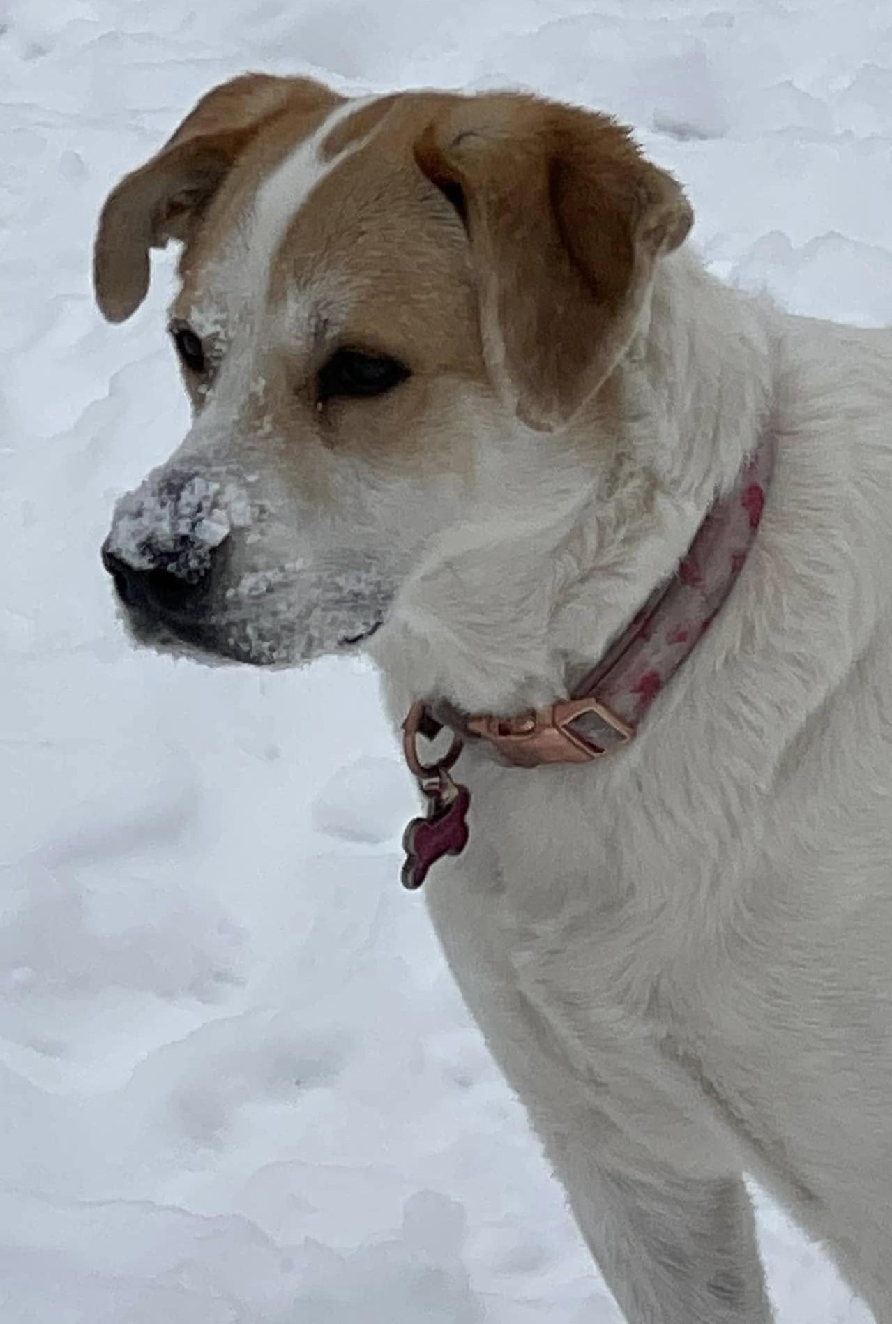 Enlarge Paws, a ADOPTABLE mixed breed in Kiowa, OK image 6/6