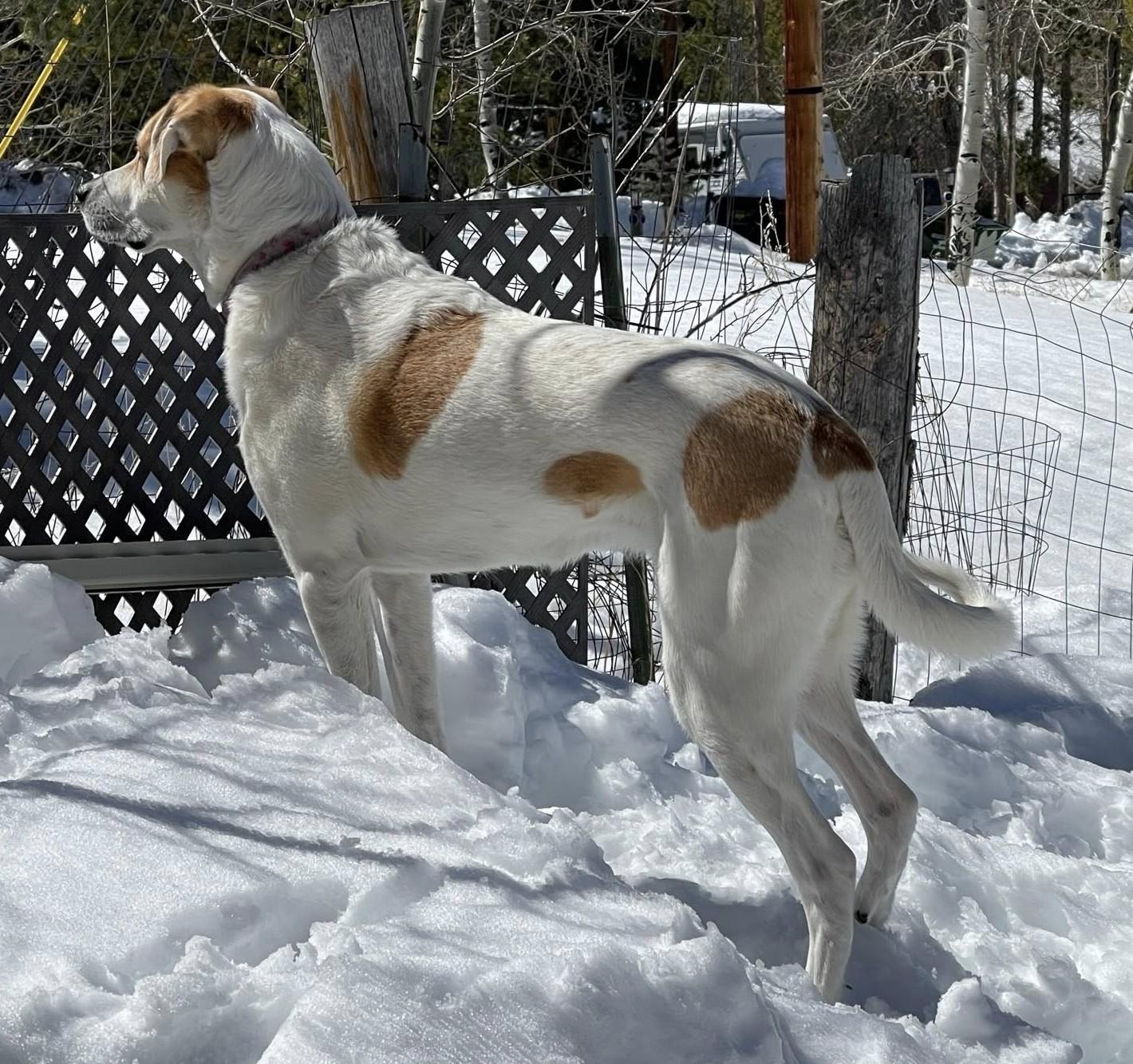 Enlarge Paws, a ADOPTABLE mixed breed in Kiowa, OK image 4/6