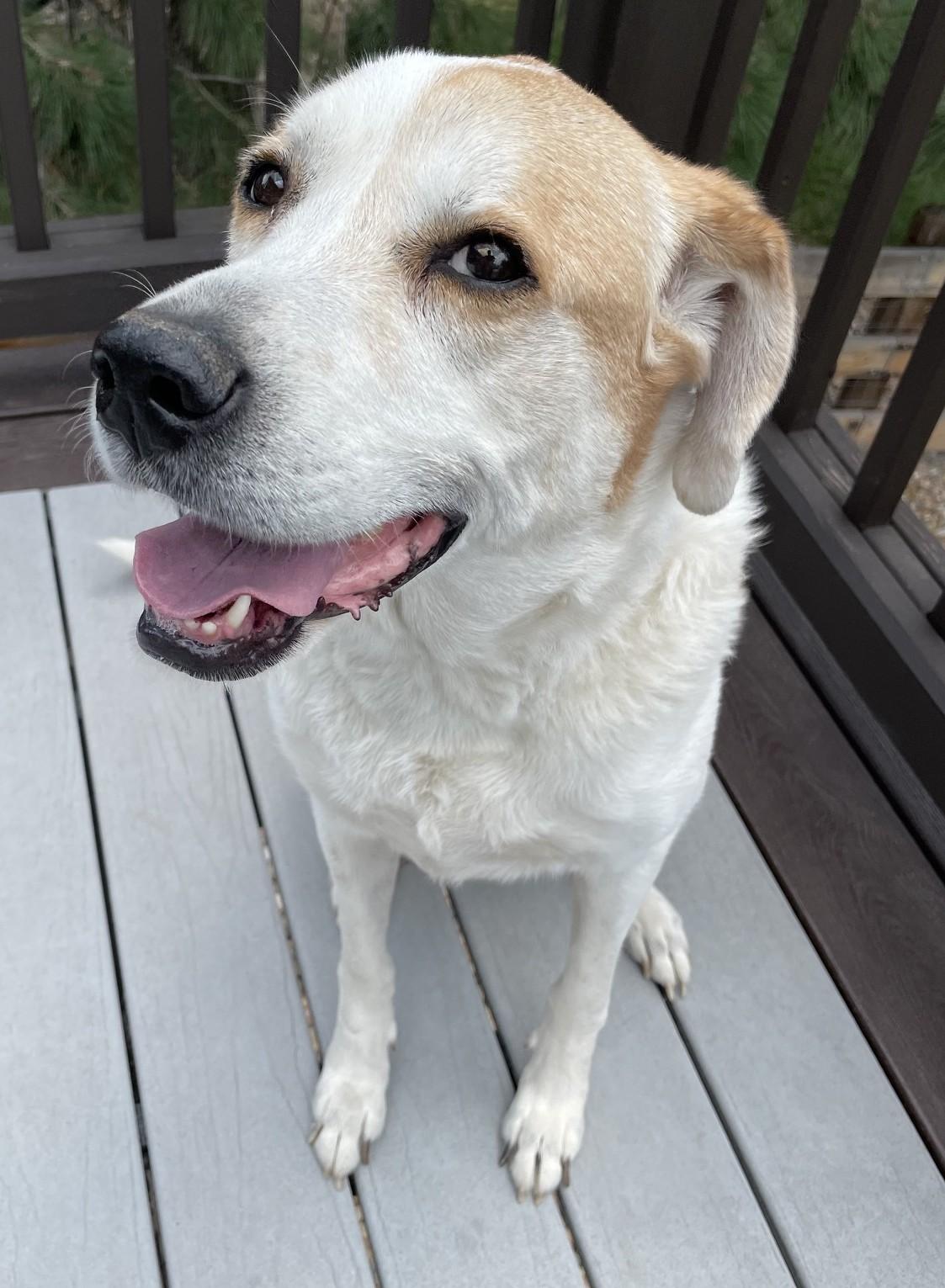 Enlarge Paws, a ADOPTABLE mixed breed in Kiowa, OK image 3/6