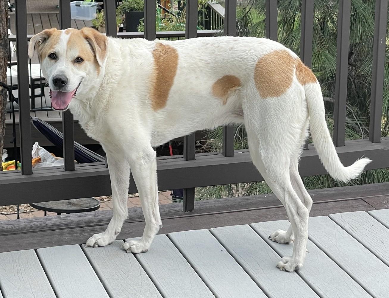 Enlarge Paws, a ADOPTABLE mixed breed in Kiowa, OK image 2/6