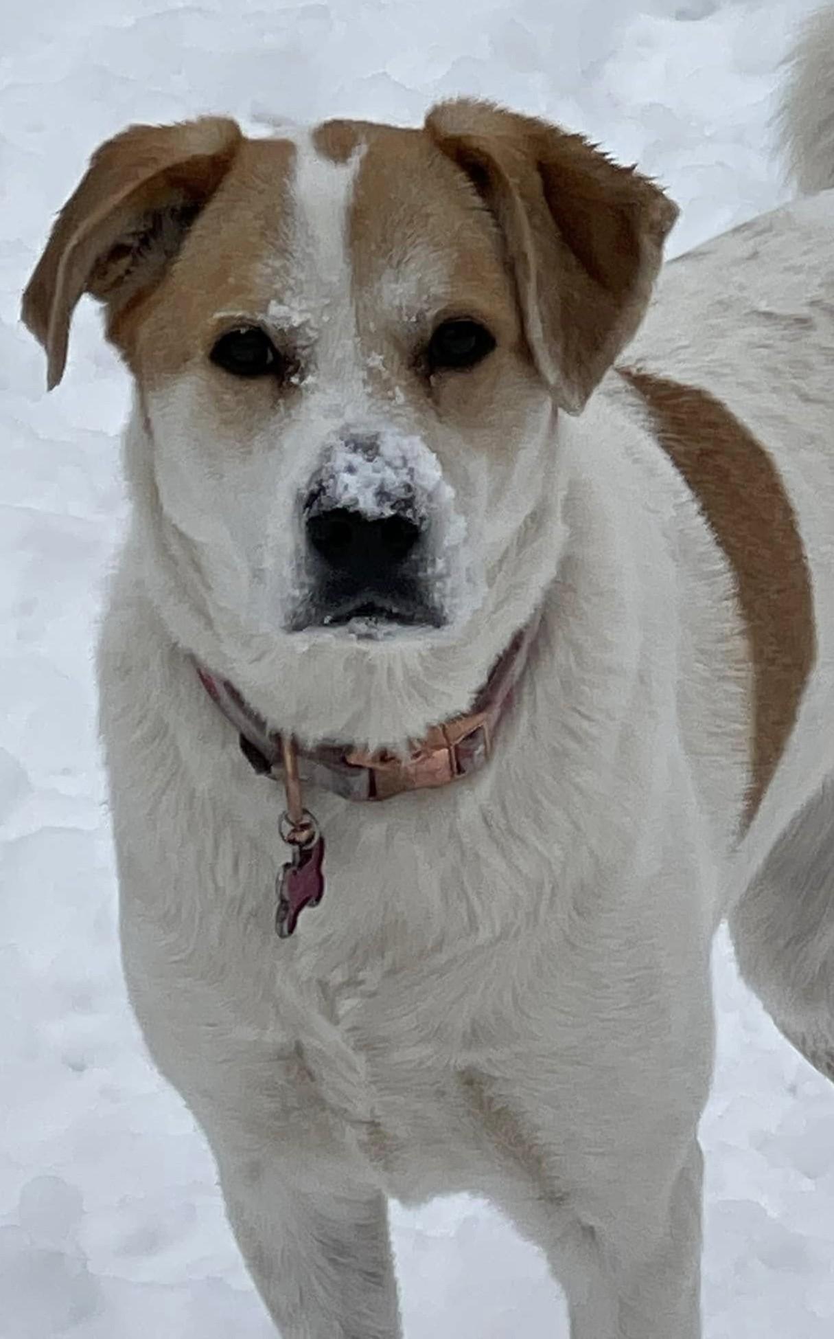 Enlarge Paws, a ADOPTABLE mixed breed in Kiowa, OK image 1/6
