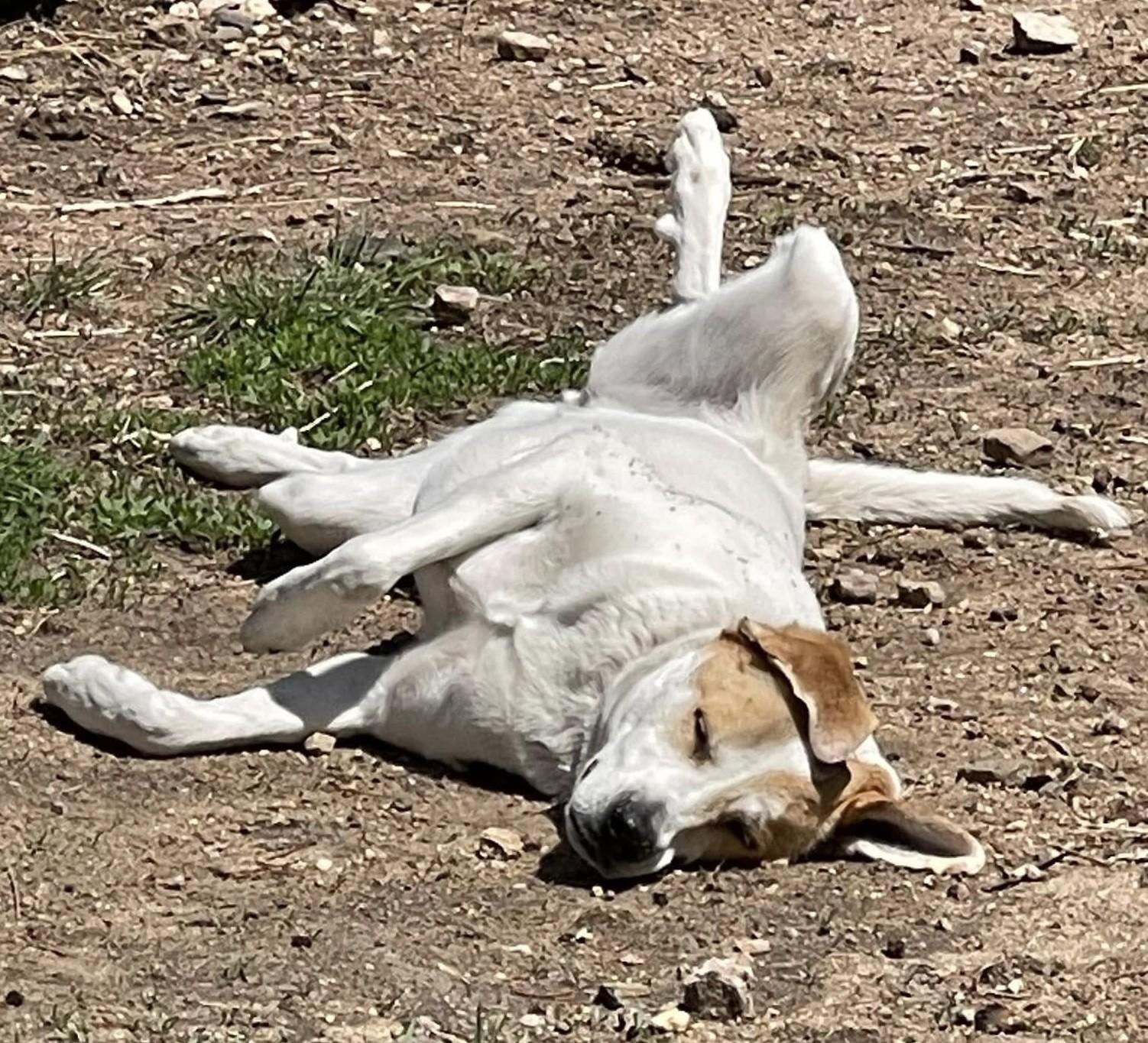 Enlarge Paws, a ADOPTABLE mixed breed in Kiowa, OK image 5/6