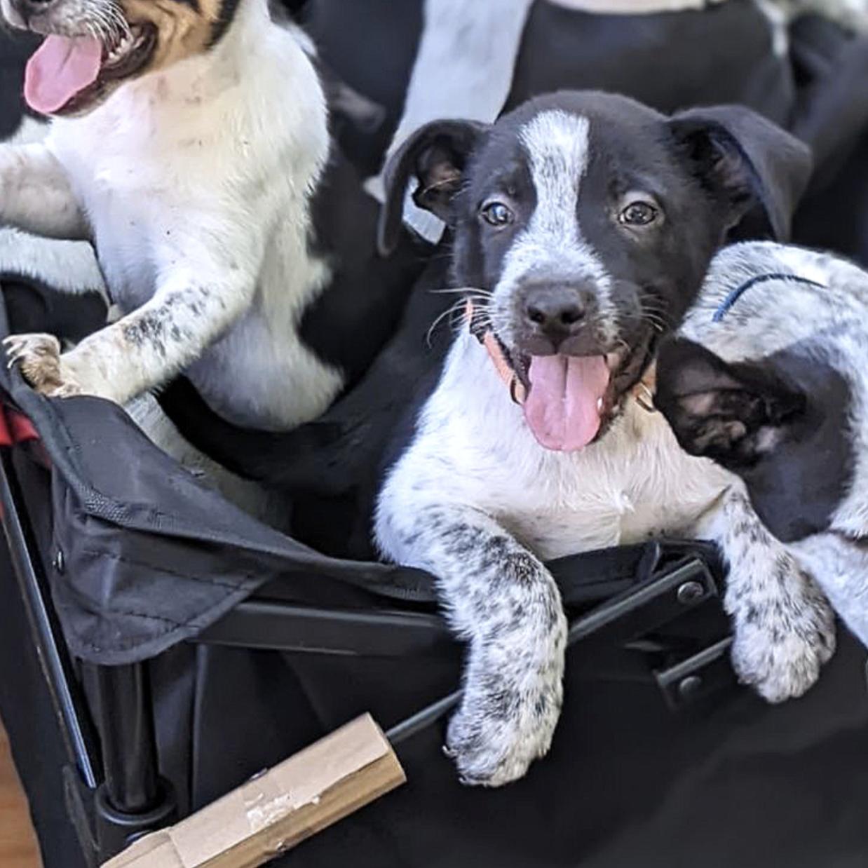 Dog for adoption Bandit, an Australian Cattle Dog / Blue Heeler in