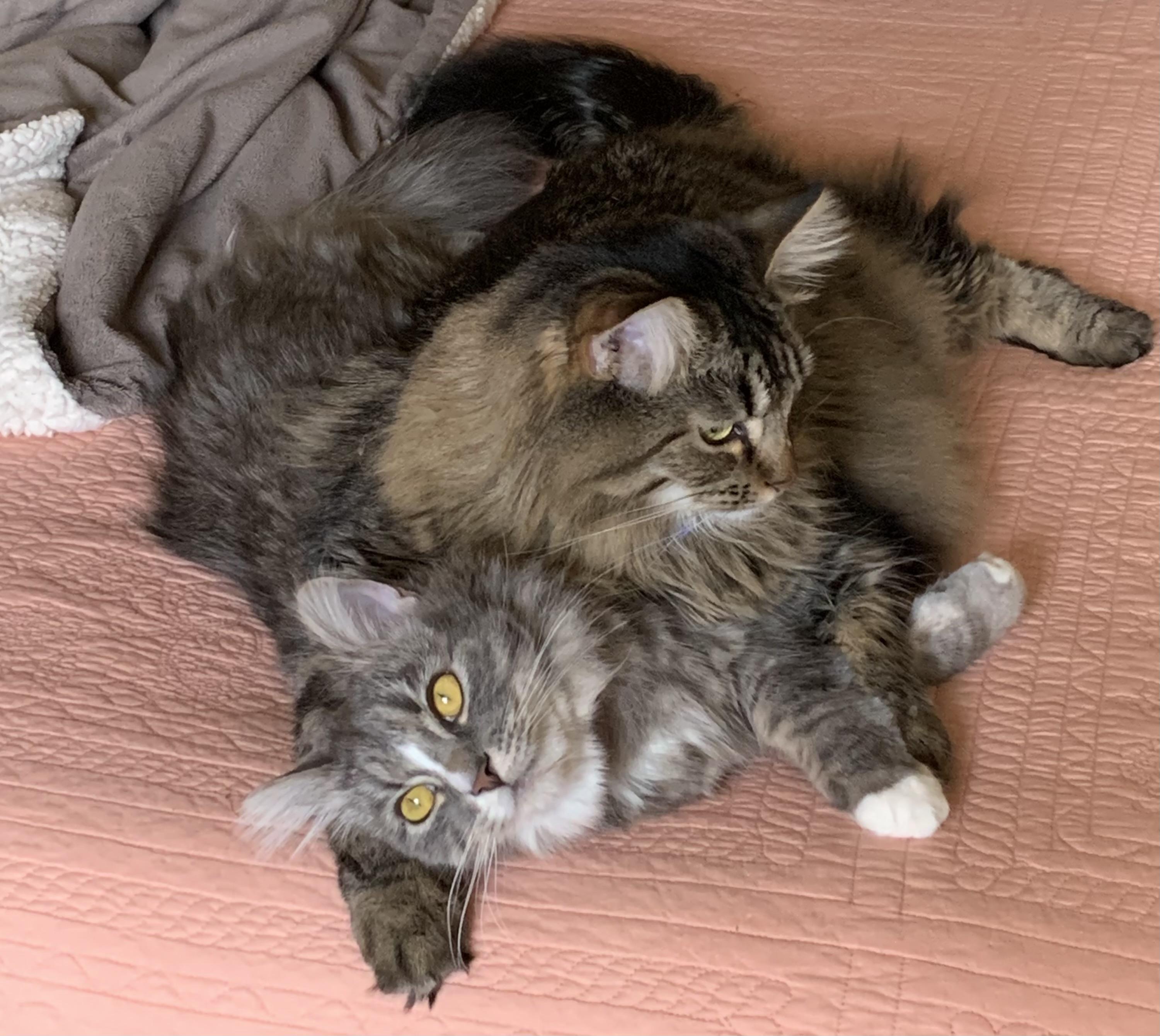 Sammie and Iggy, a brother/sister pair, ADOPTABLE, Adult Male Maine Coon & Domestic Long Hair.