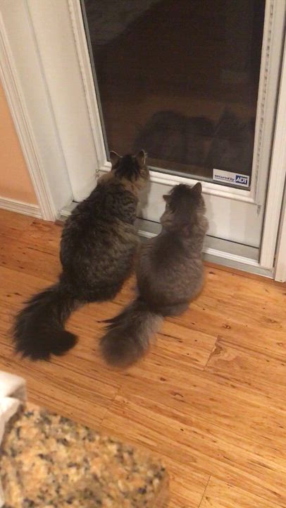 Enlarge Sammie and Iggy, a brother/sister pair, a ADOPTABLE mixed breed in Everett, WA video 6/6