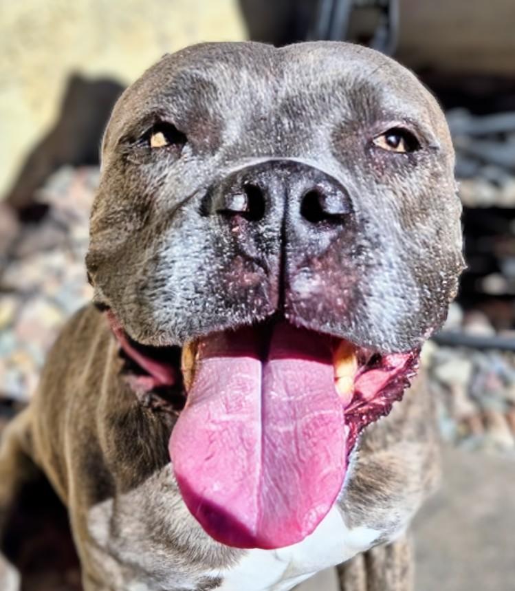 Enlarge Rogue, a Adoptable Pit Bull Terrier in Scottsdale, AZ image 1/1