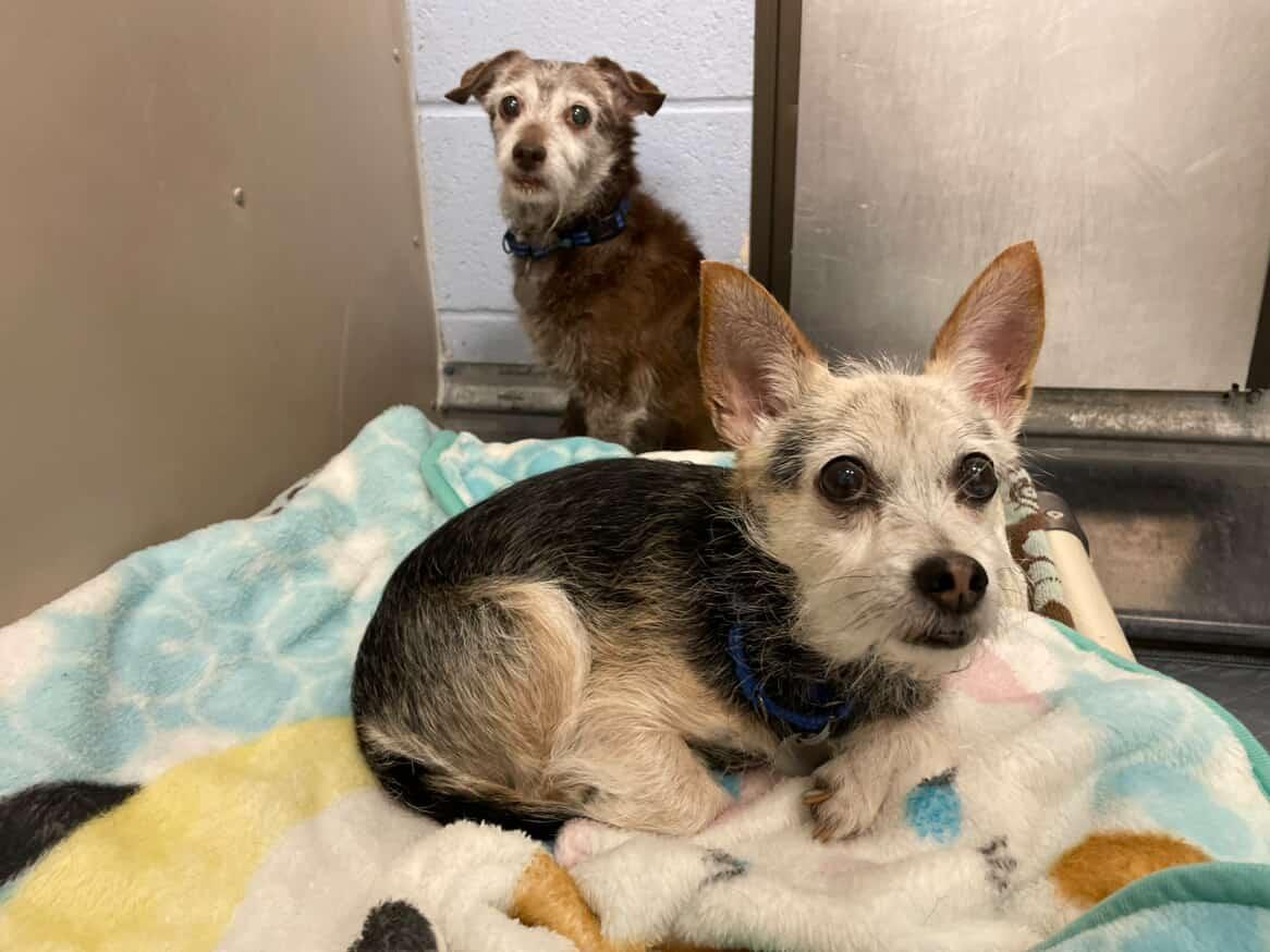 Maggie & Ben, Adopted, Senior Female Chihuahua & Terrier.