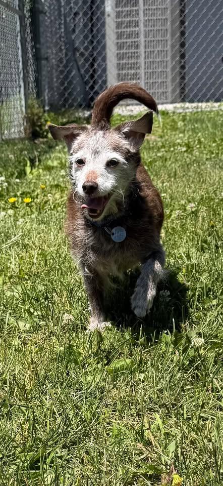 Enlarge Maggie & Ben, a Adopted mixed breed in New Milford, CT image 5/5