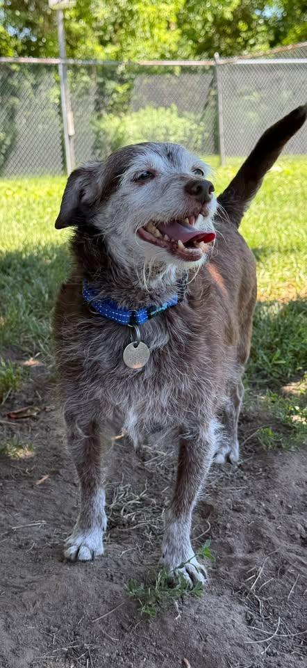 Enlarge Maggie & Ben, a Adopted mixed breed in New Milford, CT image 4/5