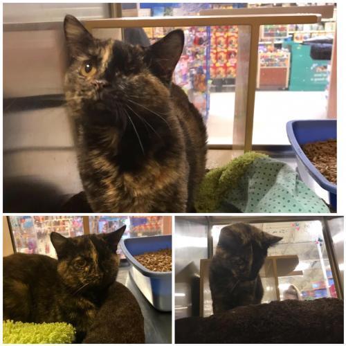 Finley, Adoptable, Adult Female Domestic Short Hair & Tortoiseshell.