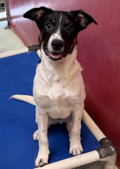 Ernie, Adoptable, Puppy Male Cattle Dog & Mixed Breed.