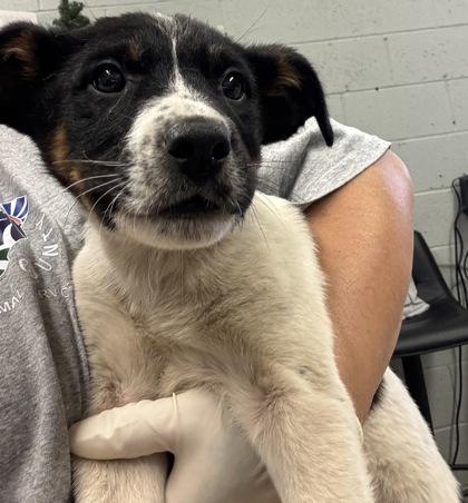 Enlarge Ernie, a Adoptable mixed breed in Madera, CA image 2/2