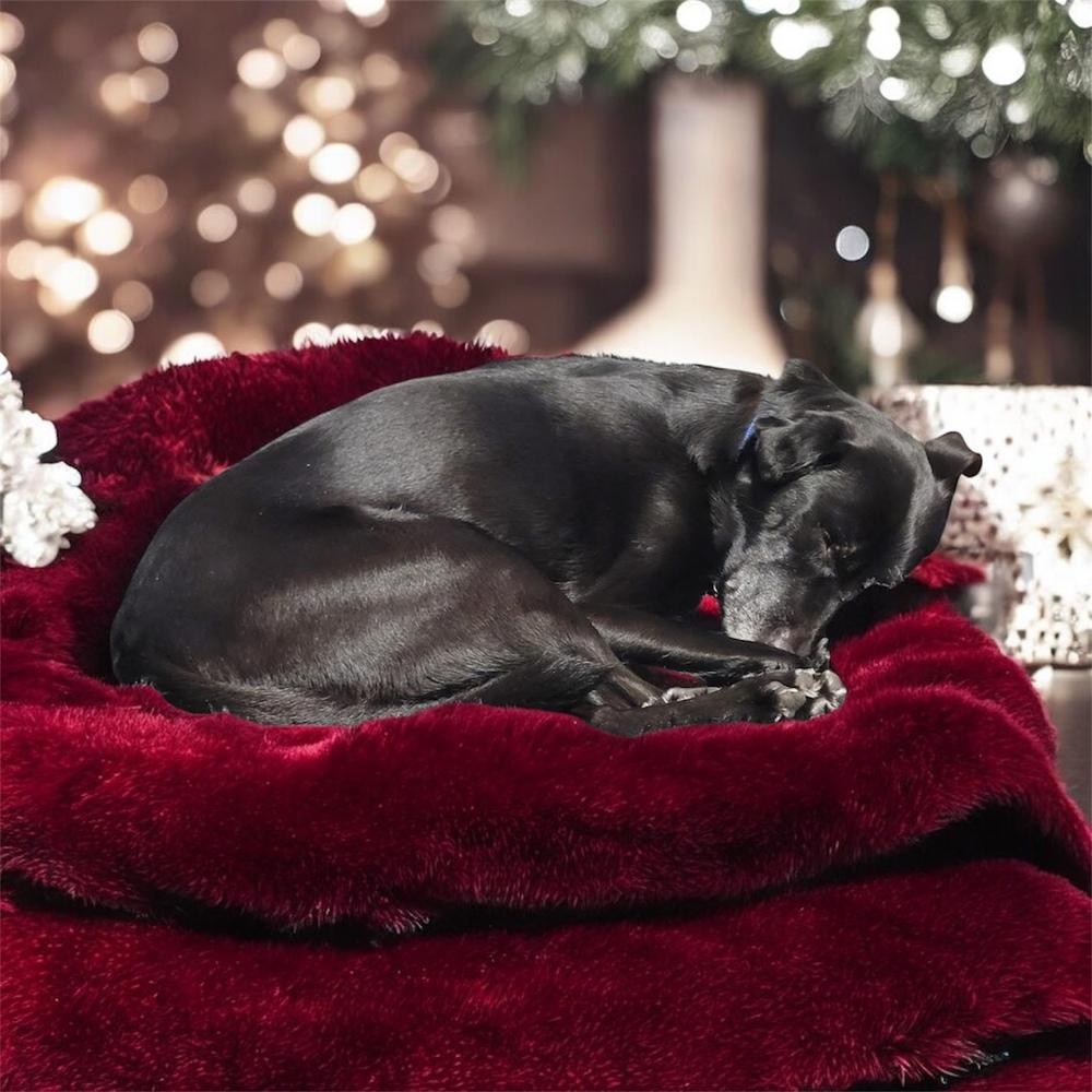 Charlie, a Adoptable mixed breed in Bellingham, WA image 1/5