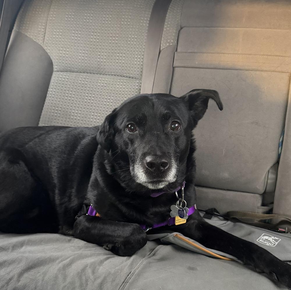 Enlarge Charlie, a Adoptable mixed breed in Bellingham, WA image 1/6