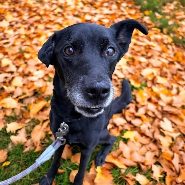 Charlie, Adoptable, Adult Female Labrador Retriever & Border Collie.