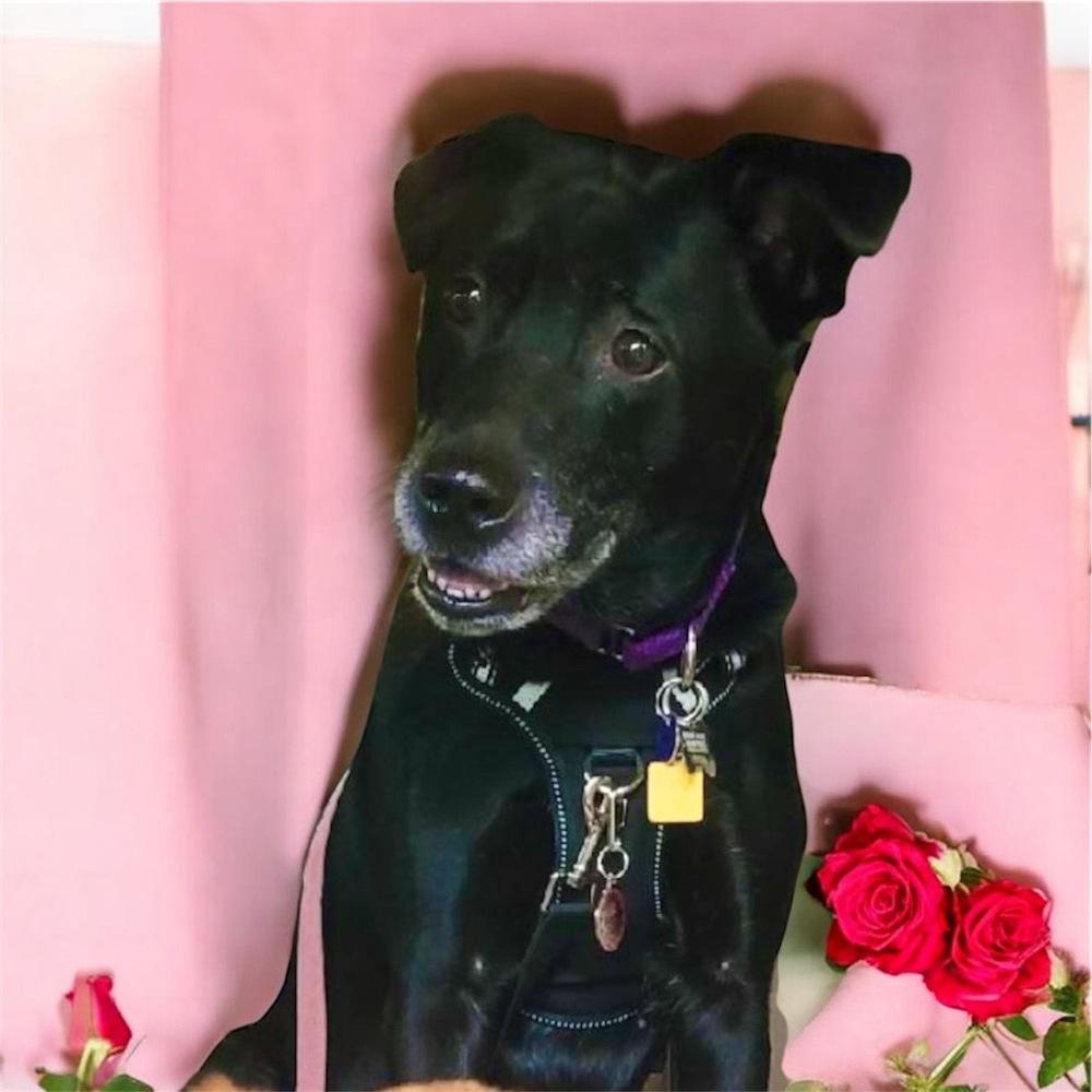 Charlie, a Adoptable mixed breed in Bellingham, WA image 2/5