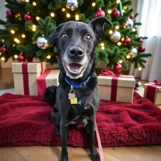 Charlie, a Adoptable mixed breed in Bellingham, WA image 2/5