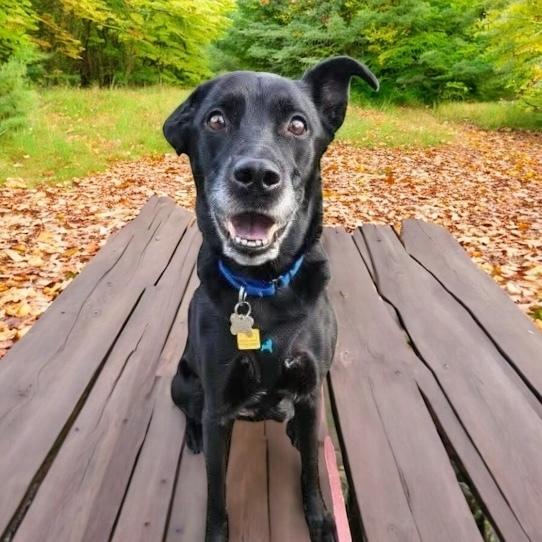 Charlie, a Adoptable mixed breed in Bellingham, WA image 3/5