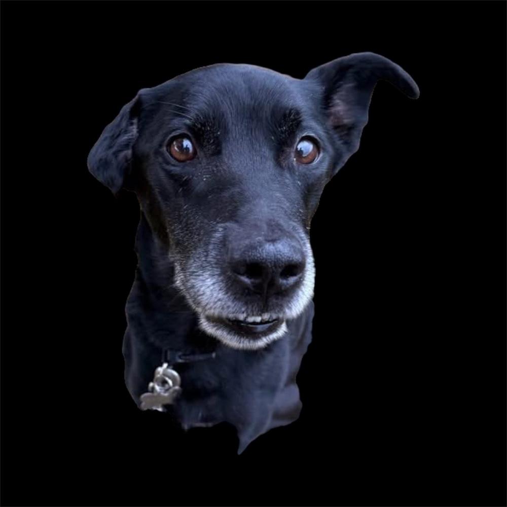 Charlie, a Adoptable mixed breed in Bellingham, WA image 4/5