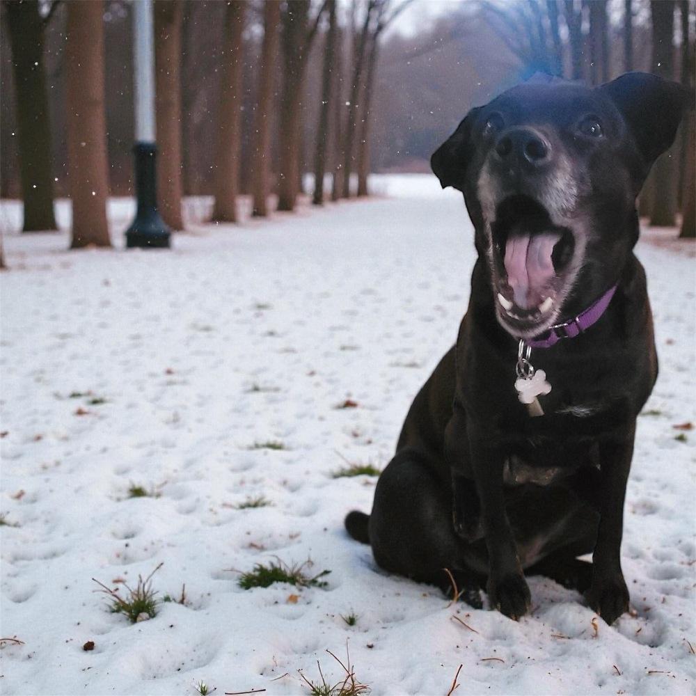 Charlie, a Adoptable mixed breed in Bellingham, WA image 5/5