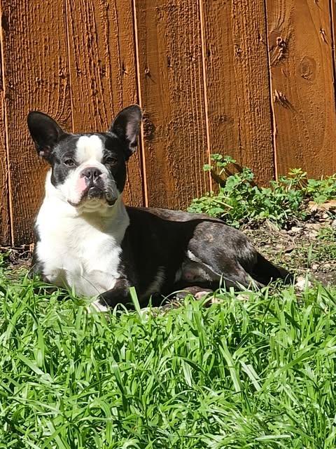 Enlarge Elton, a ADOPTABLE Boston Terrier in Lockhart, TX image 1/1