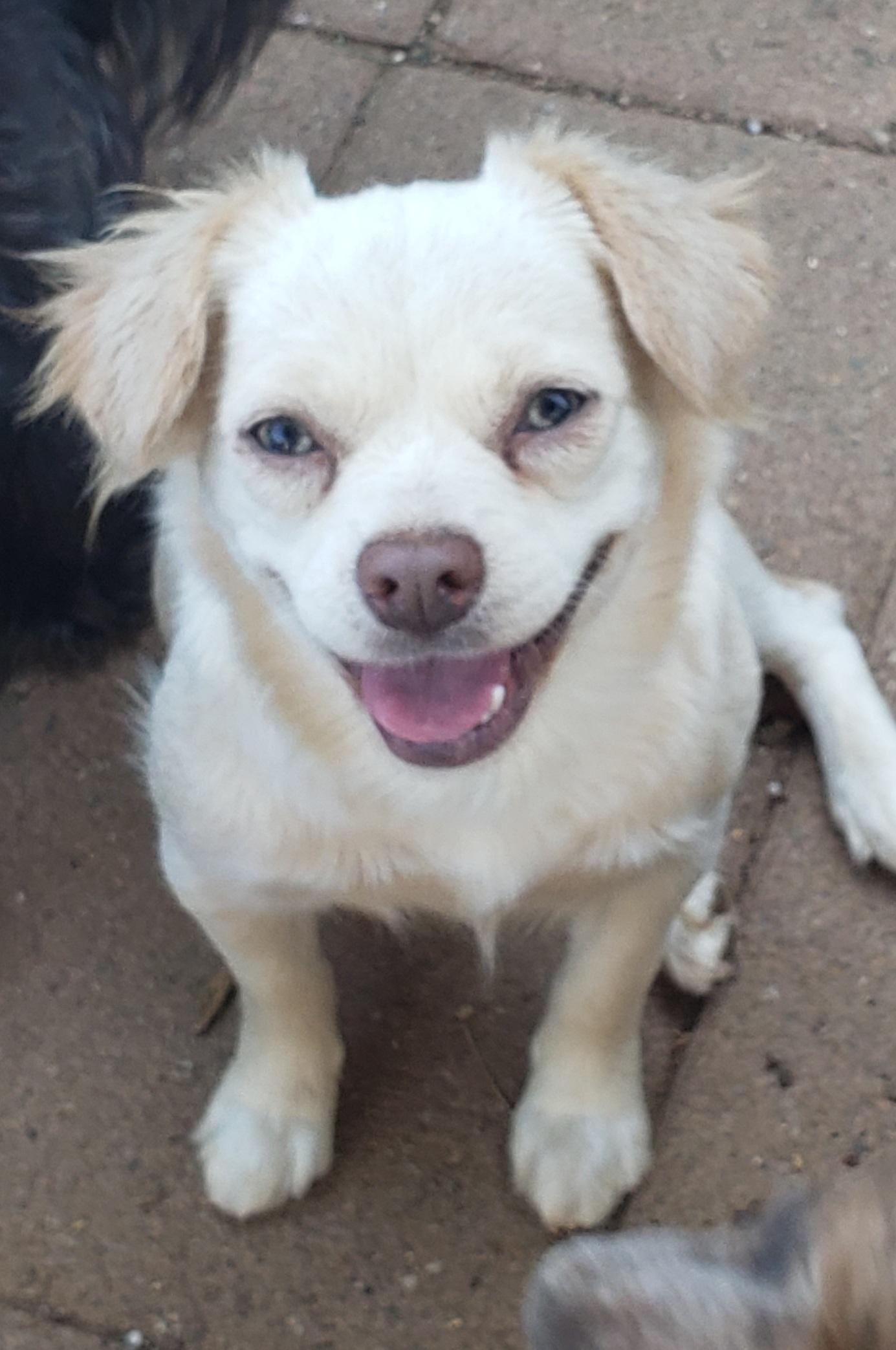 Blondie, an adoptable Cockapoo, Poodle in Murphys, CA, 95247 | Photo Image 1