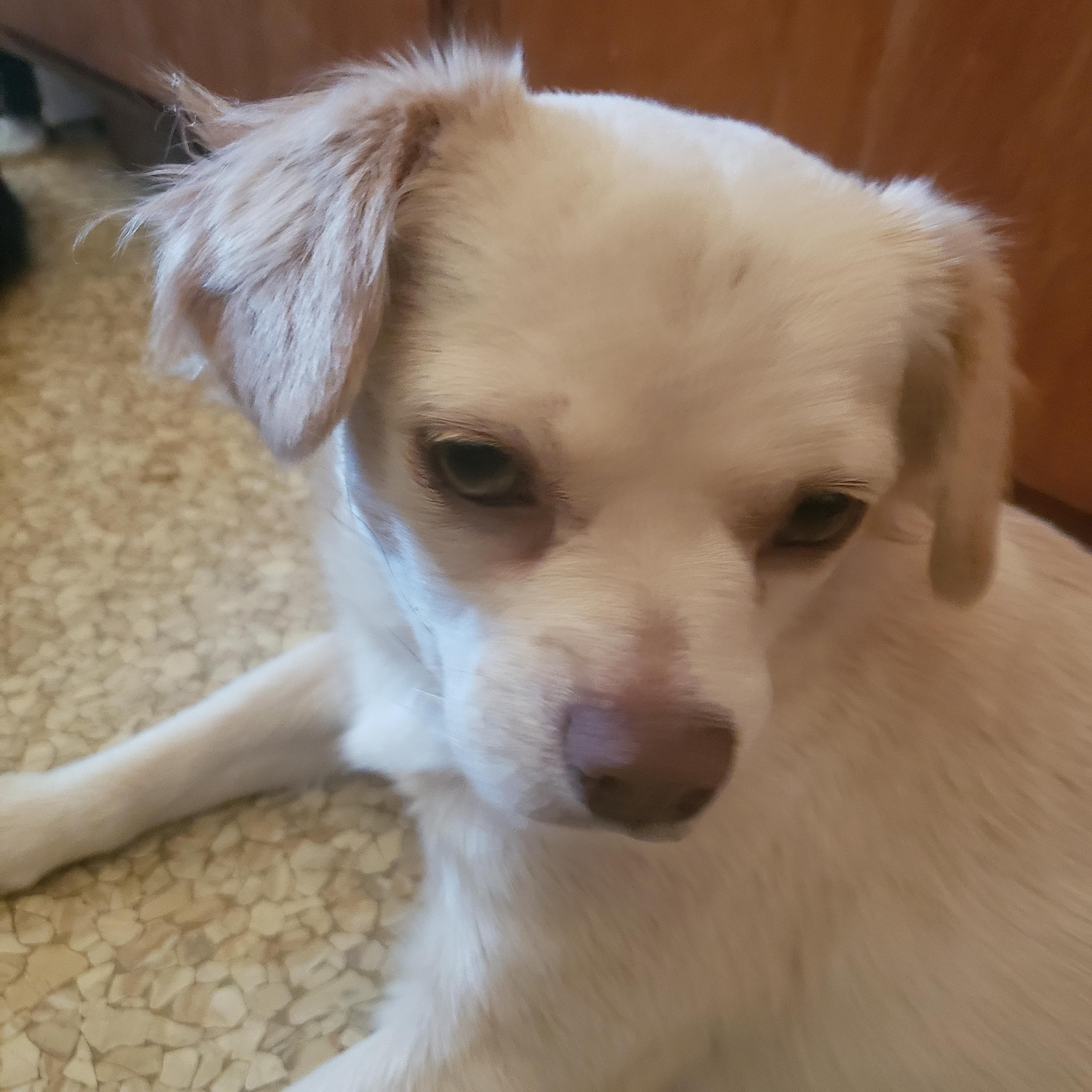 Blondie, an adoptable Cockapoo, Poodle in Murphys, CA, 95247 | Photo Image 2