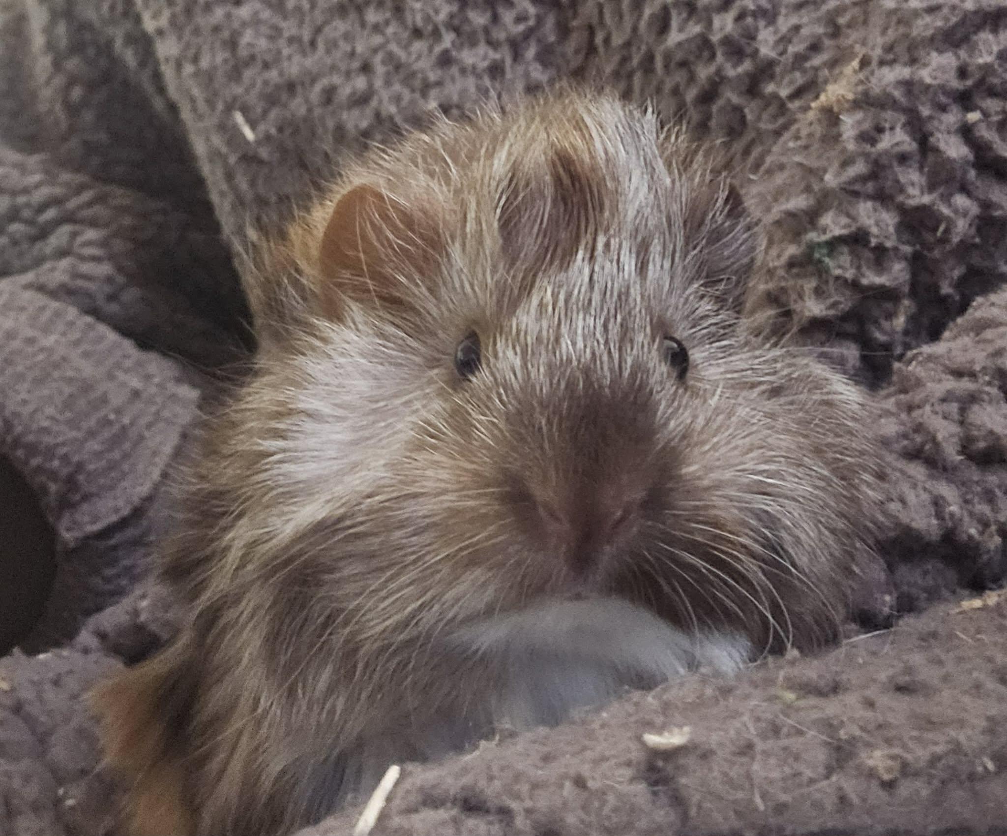 Trina + Lulu, an adopted Short-Haired in Sauk Village, IL image 3/5