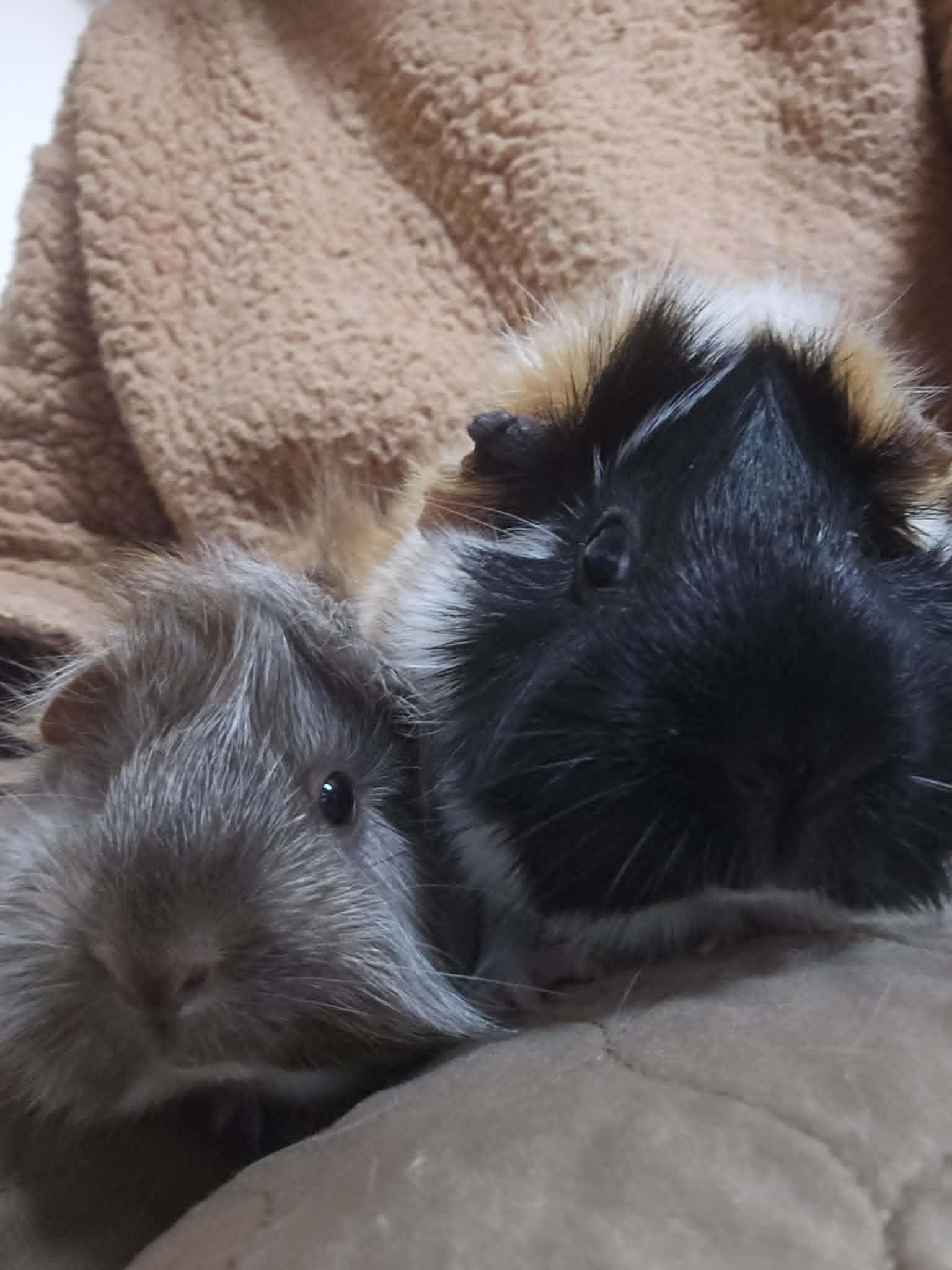 Trina + Lulu, an adopted Short-Haired in Sauk Village, IL image 1/5