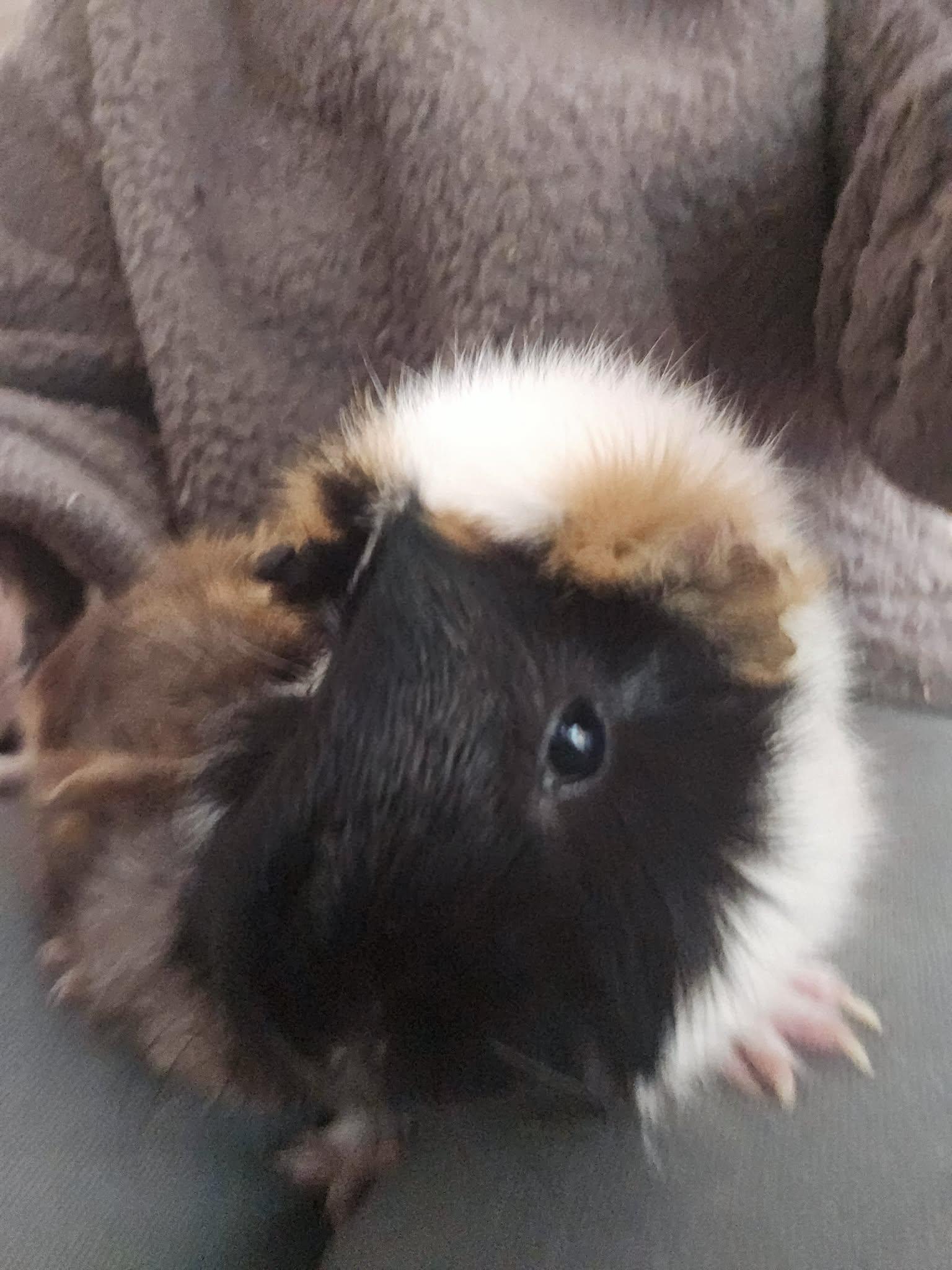 Trina + Lulu, an adopted Short-Haired in Sauk Village, IL image 2/5