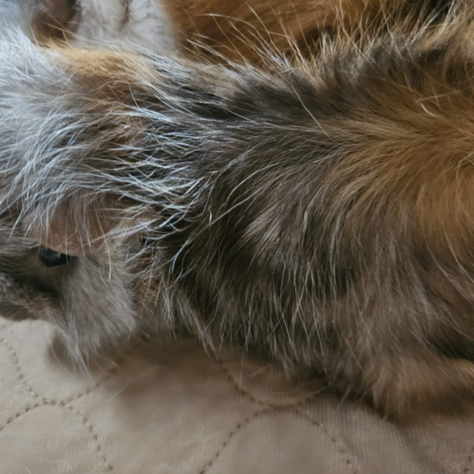 Trina + Lulu, an adopted Short-Haired in Sauk Village, IL image 5/5