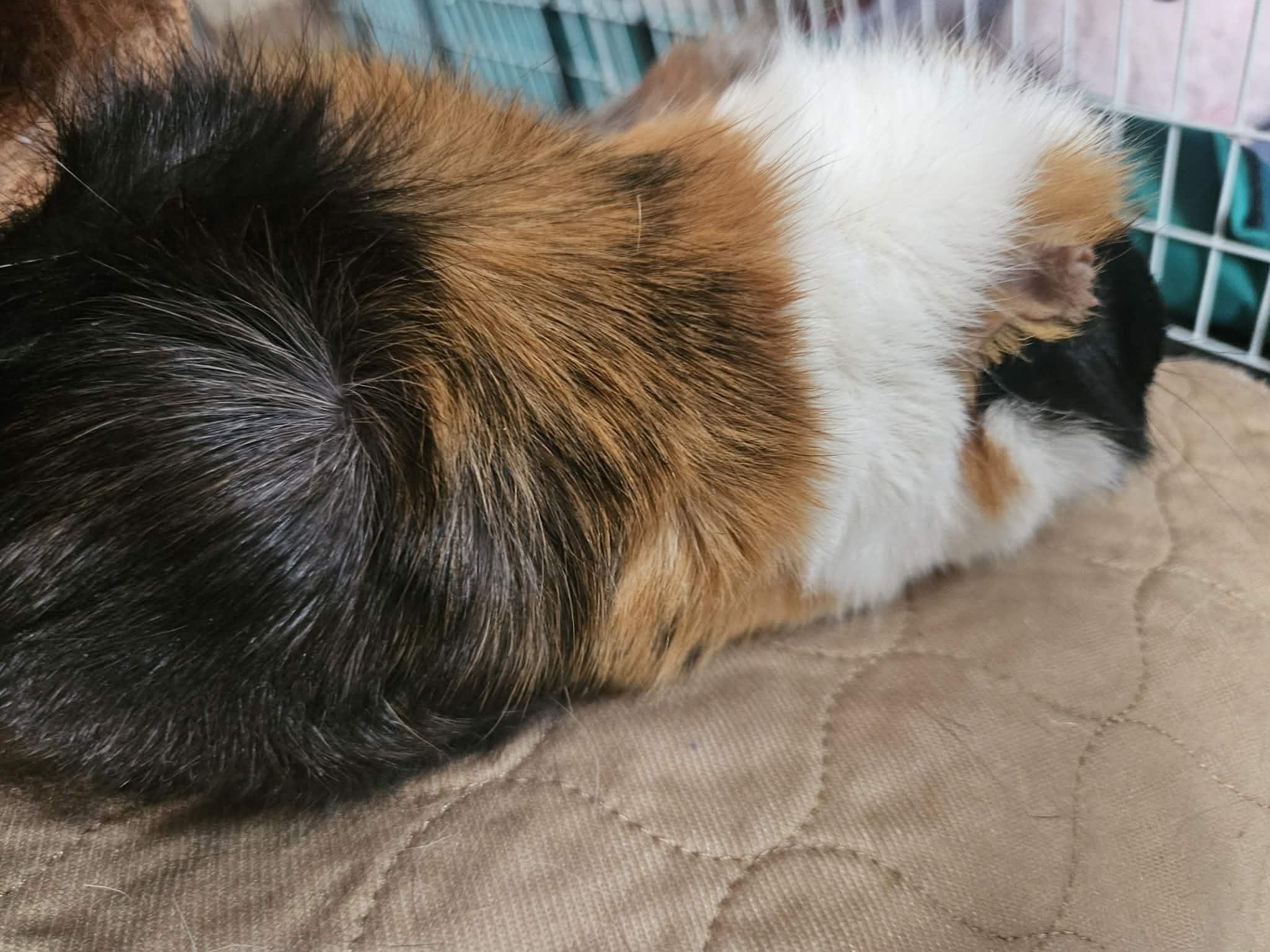 Trina + Lulu, an adopted Short-Haired in Sauk Village, IL image 4/5