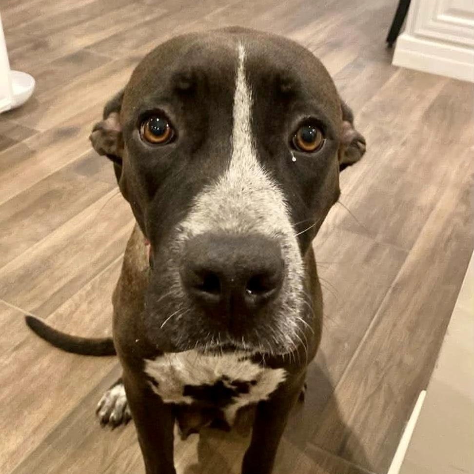 Enlarge Maya, a Adoptable Mixed Breed in Stoughton, MA image 1/6