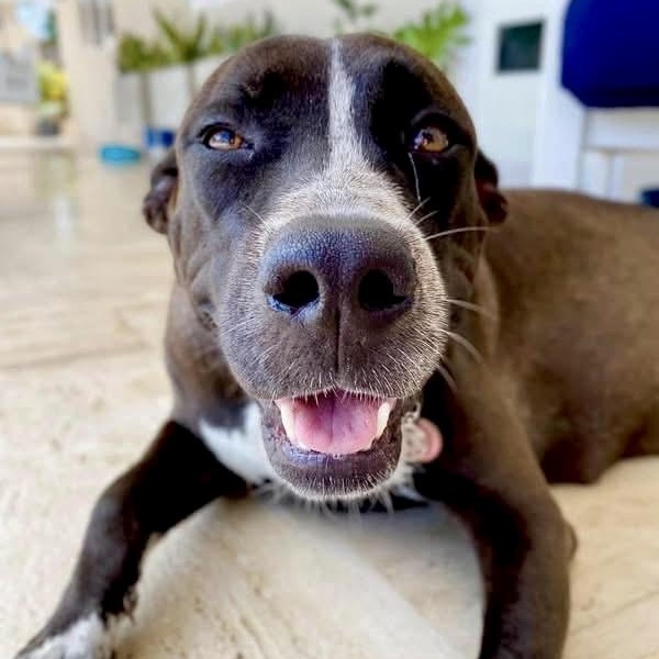 Enlarge Maya, a Adoptable Mixed Breed in Stoughton, MA image 3/6