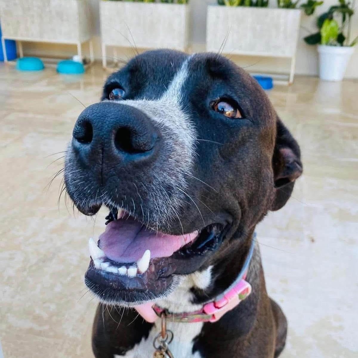 Enlarge Maya, a Adoptable Mixed Breed in Stoughton, MA image 2/6