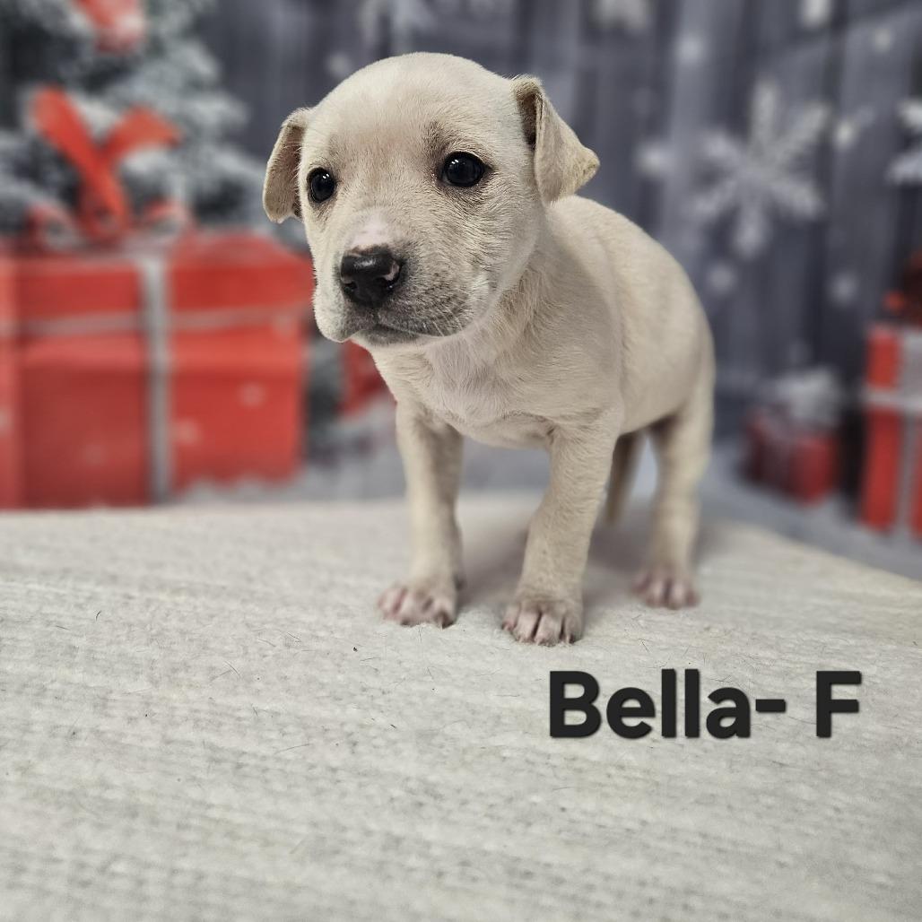 Bella, Adoptable, Puppy Female Labrador Retriever & Terrier.