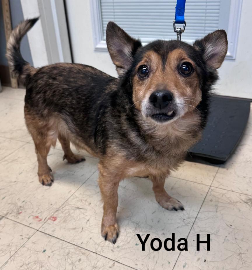 Yoda H