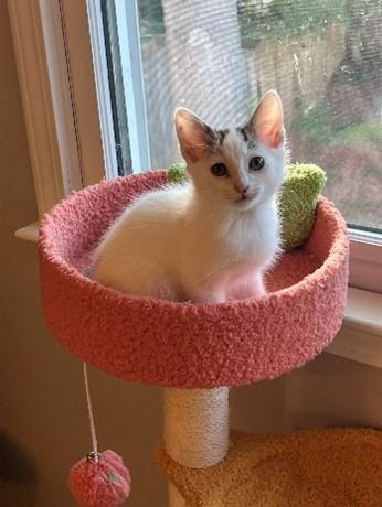 CRISPY ONION, Adoptable, Kitten Male Domestic Short Hair.
