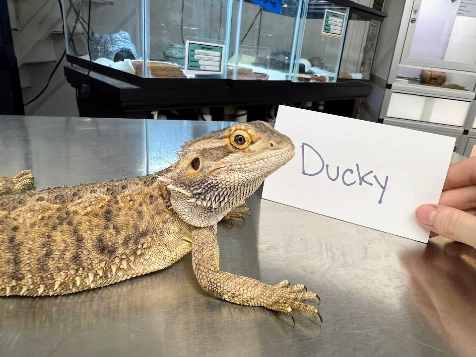 Ducky