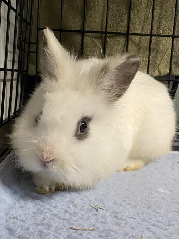 Paul, Adoptable, Young Male Bunny Rabbit & Dwarf.